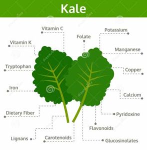 Is Kale Good For you - Kale nutritional content