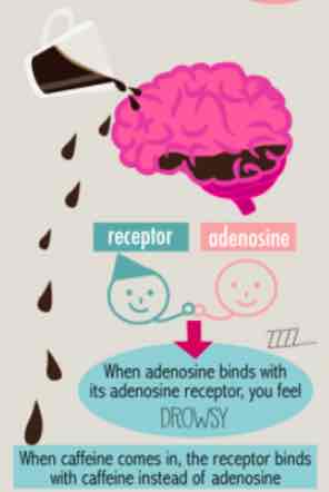 Human Brain Vs Coffee & Human Brain Vs Beer