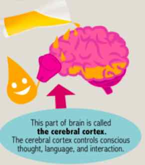 Human Brain Vs Coffee & Human Brain Vs Beer | No Health Talks